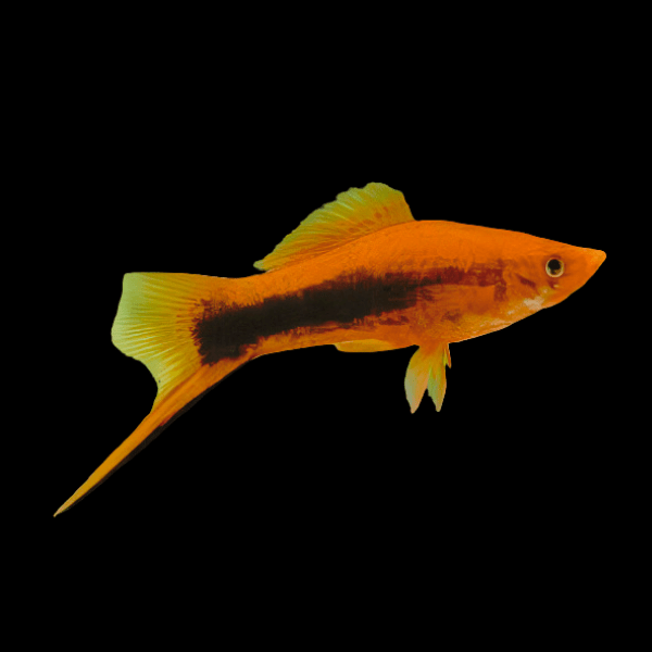 Tuxedo Swordtail Xiphophorus Hellerii 3cm - Real Aquatics