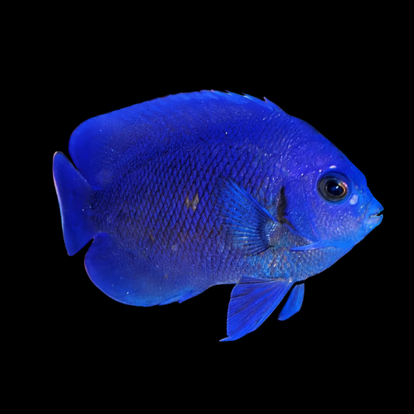 Twilight Dwarf Angelfish Centropyge Deborae - Real Aquatics
