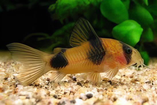 Two Saddle Corydoras Weitzmani Catfish 4cm - Real Aquatics