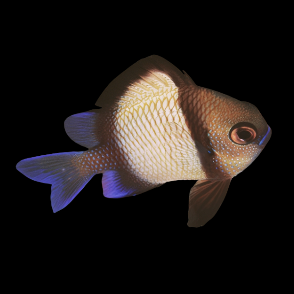 Two Stripe Humbug Damsel Dascyllus Carneus - Real Aquatics