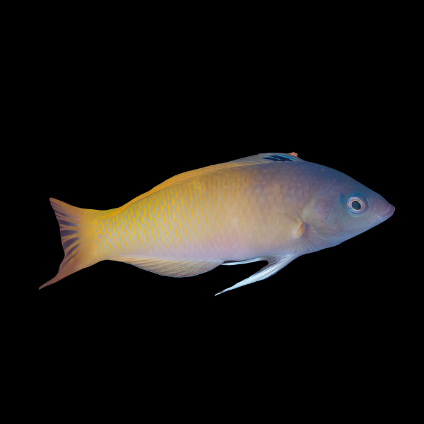Two Tone Wrasse Halichoeres Prosopeion - Real Aquatics