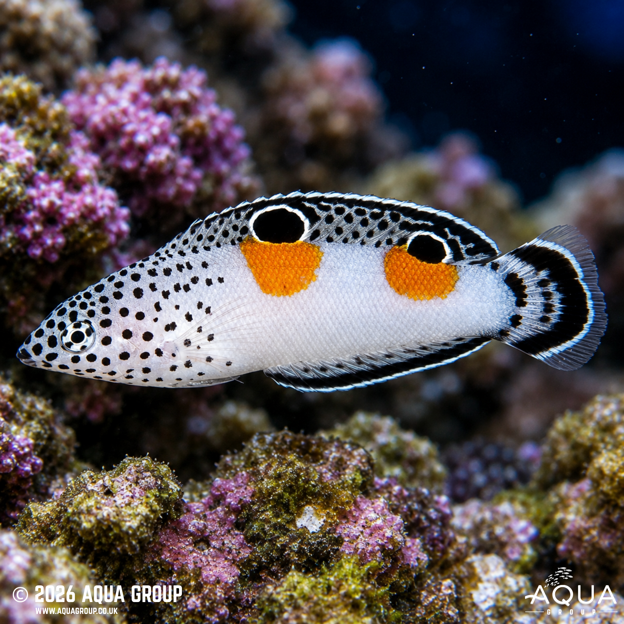 Twospot Maori Wrasse (Oxycheilinus bimaculatus)