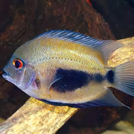Uaru Triangle Cichlid Uaru Amphiacanthoides 5cm - Real Aquatics