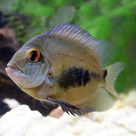 Uaru Triangle Cichlid Uaru Amphiacanthoides 5cm - Real Aquatics