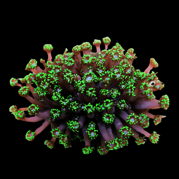 Ultra Green Cult Long Tentacle Goniopora Hard Coral - Real Aquatics