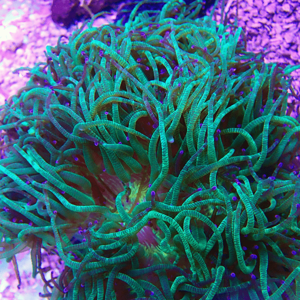Green Pink Tip Soft Coral Frag Catalaphyllia Jardinei - Real Aquatics