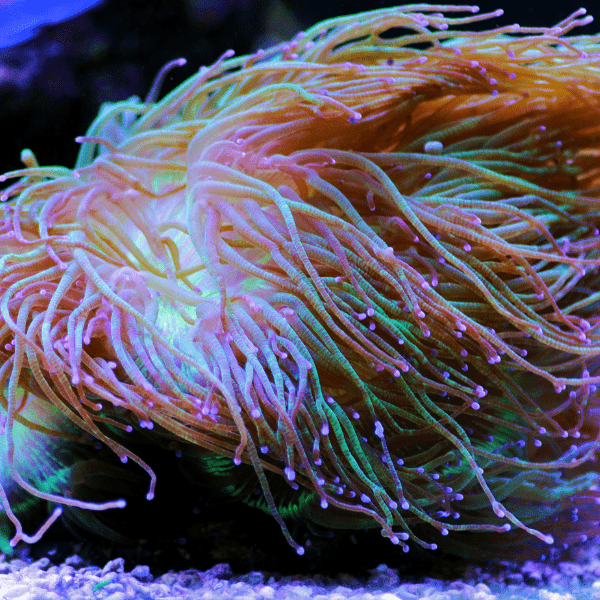 Green Pink Tip Soft Coral Frag Catalaphyllia Jardinei - Real Aquatics
