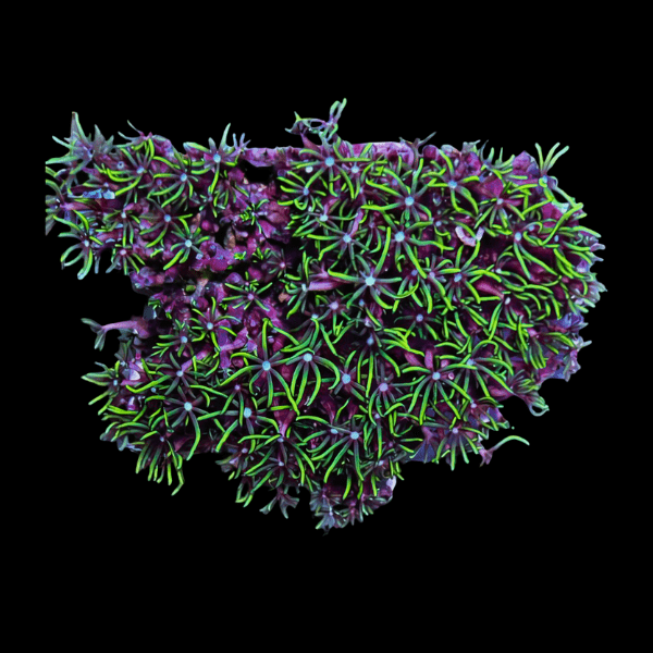 Ultra Green Star Coral Polyp Pachyclavularia Sp - Real Aquatics