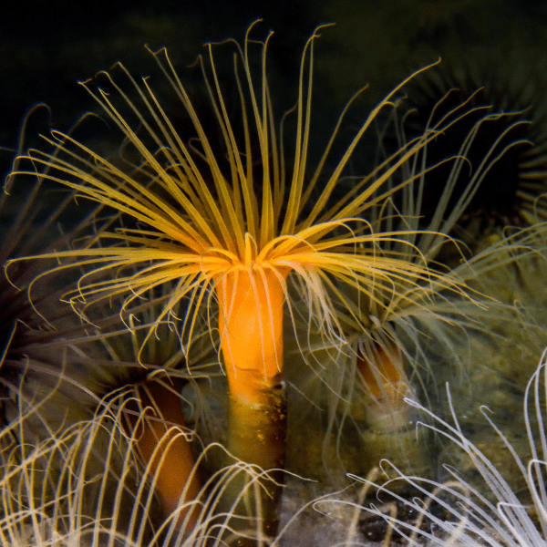 Ultra Tube Anemones Cerianthus Sp - Real Aquatics