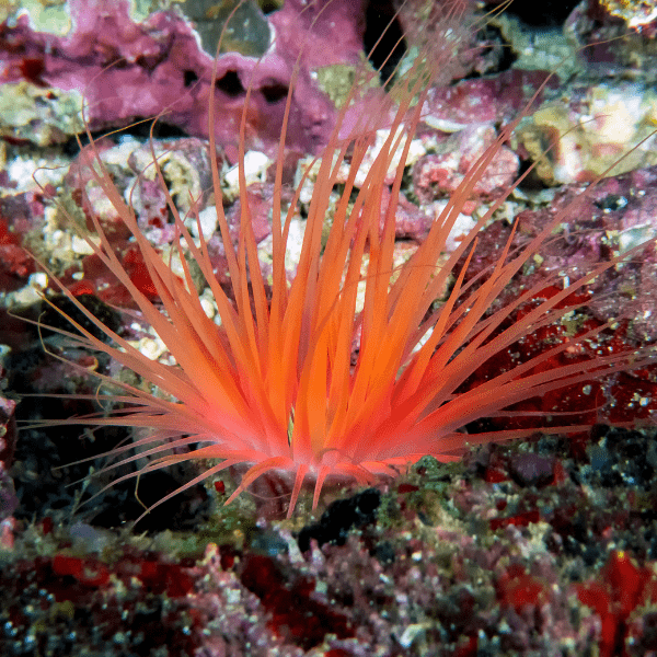 Ultra Tube Anemones Cerianthus Sp - Real Aquatics