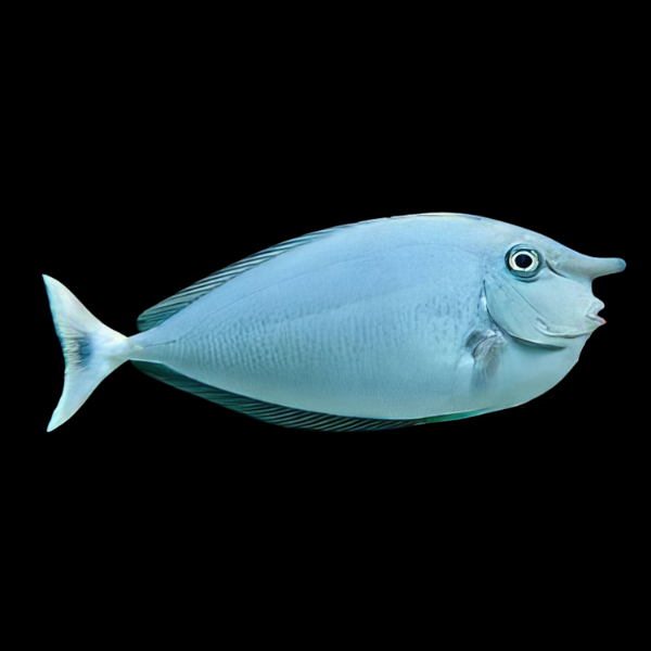 Unicorn Blue Naso Tang Naso Brevirostris - Real Aquatics