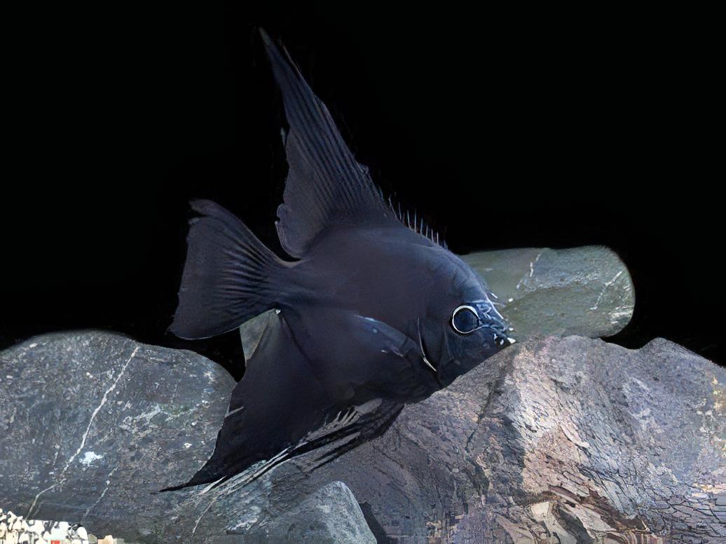 Black Angelfish Pterophyllum Scalare