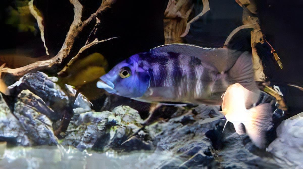 Haplochromis Milomo VC10 Victoria African Cichlid