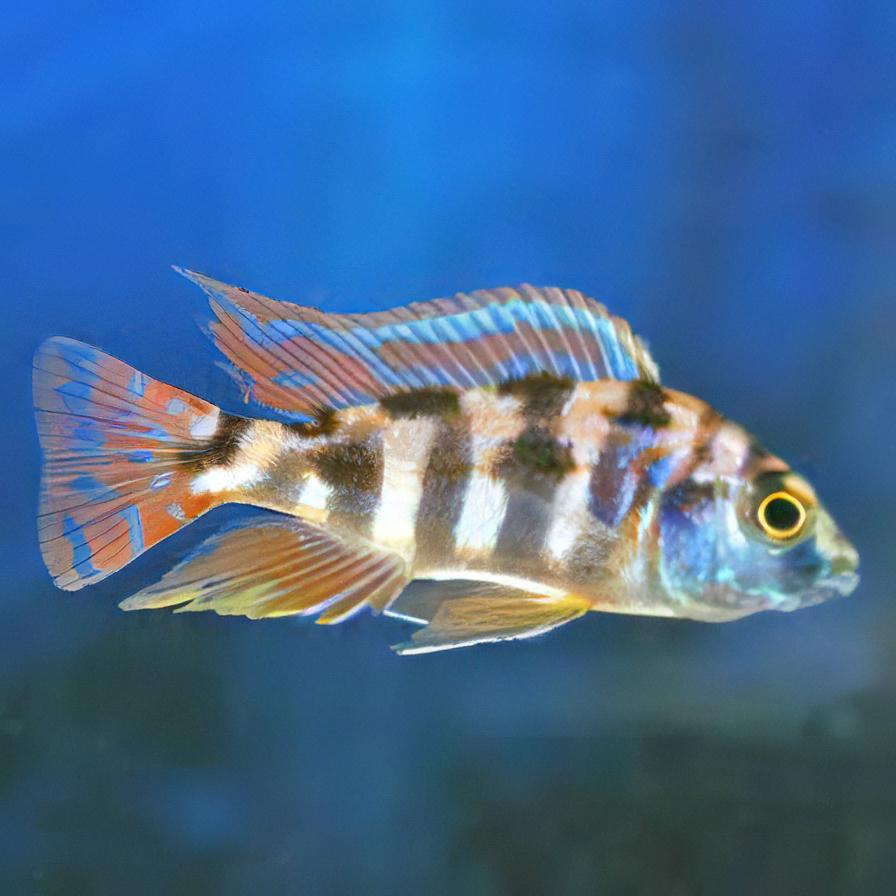 Haplochromis Milomo VC10 Victoria African Cichlid