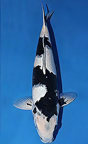 Utsurimono Japanese Koi Carp Cyprinus Carpio - Real Aquatics