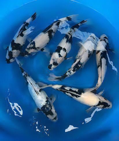 Utsurimono Grade A Koi Carp Cyprinus Carpio - Real Aquatics