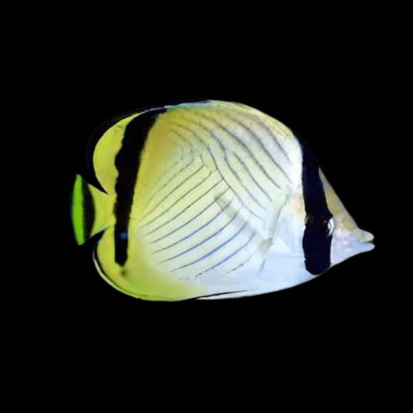 Vagabond Butterfly Fish Chaetodon Vagabundus - Real Aquatics