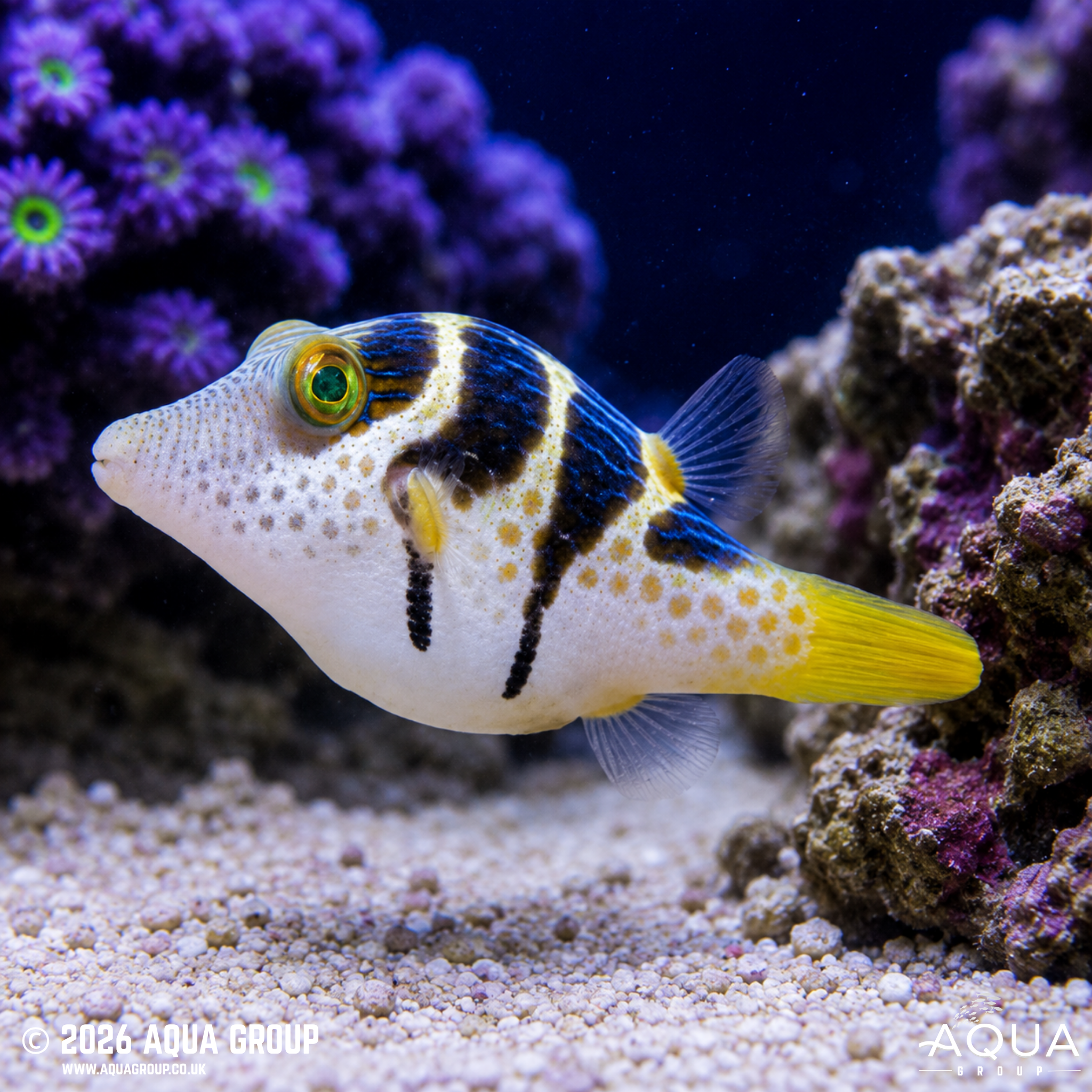 Valentini Puffer (Canthigaster valentini)