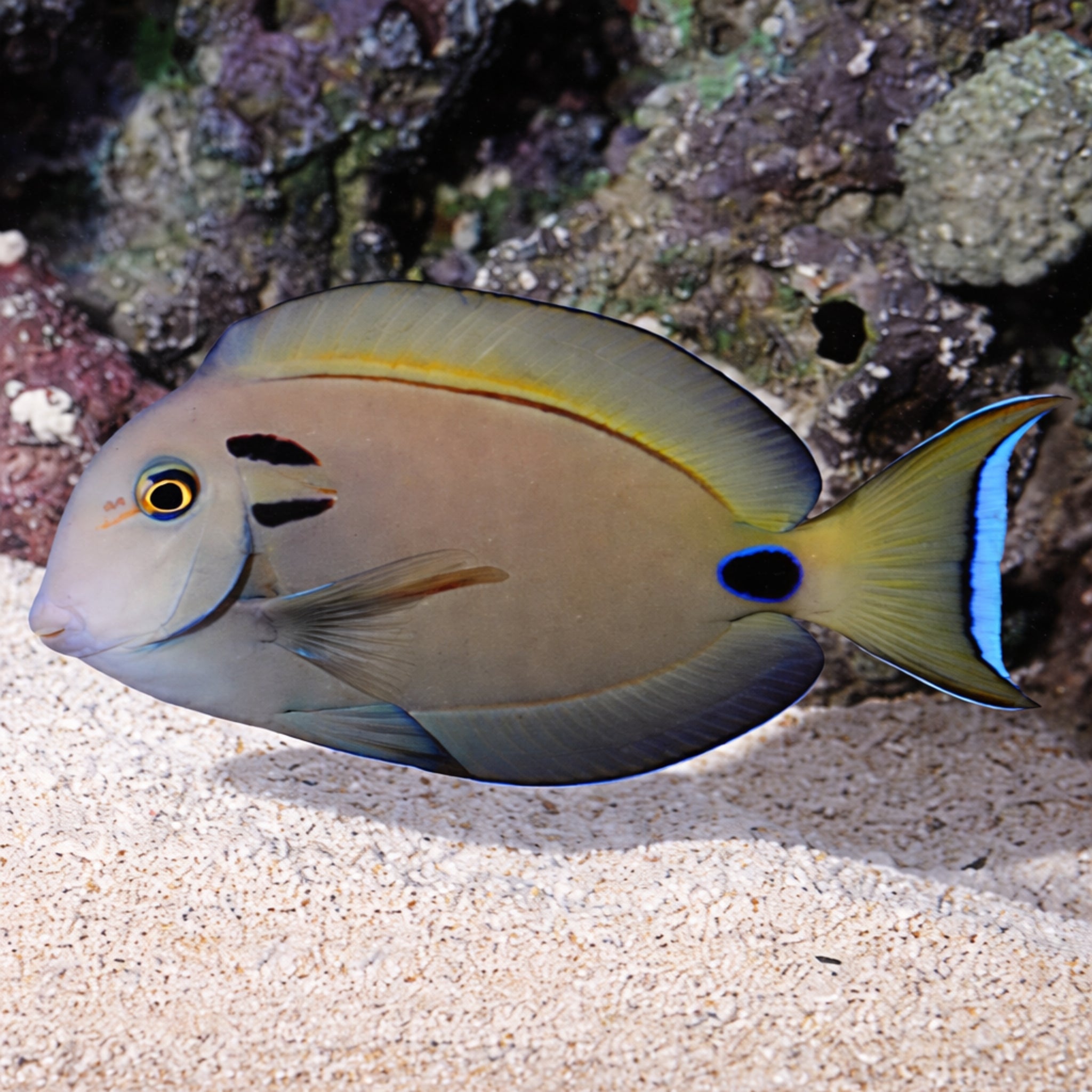 Lieutenant Surgeonfish (Acanthurus tennenti)