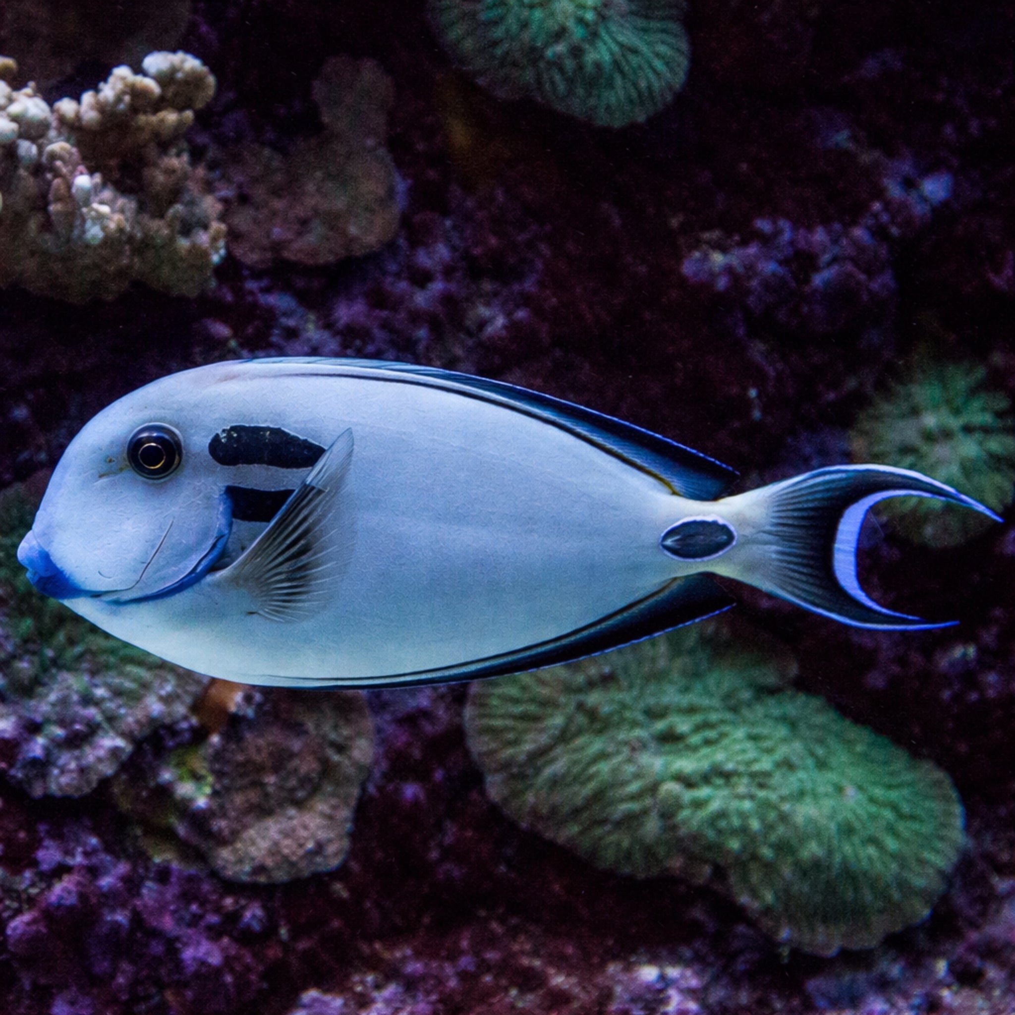 Lieutenant Surgeonfish (Acanthurus tennenti)