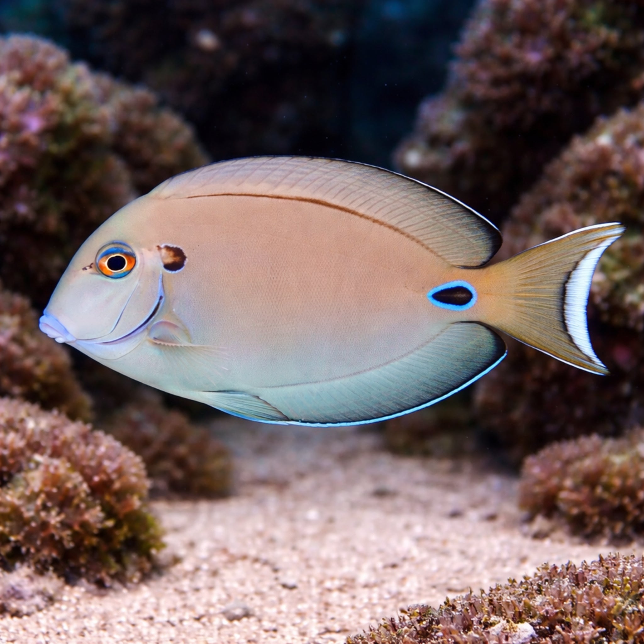 Lieutenant Surgeonfish (Acanthurus tennenti)