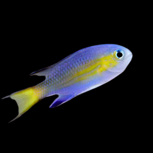 Vanderbilts Chromis Chromis Vanderbiliti - Real Aquatics