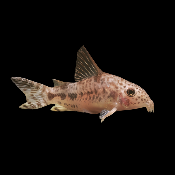 Variable Corydoras Diphyes 3cm Catfish - Real Aquatics