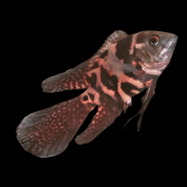 Veil Tail Oscar Astronotus Ocellatus 6cm - Real Aquatics