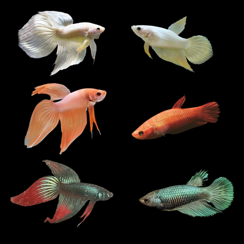 Assorted Betta Veiltail