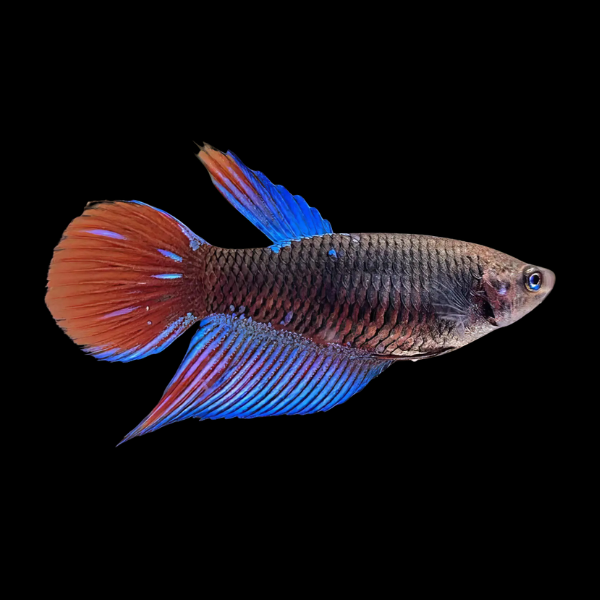 Veiltail Betta Female Black Base 3cm - Real Aquatics