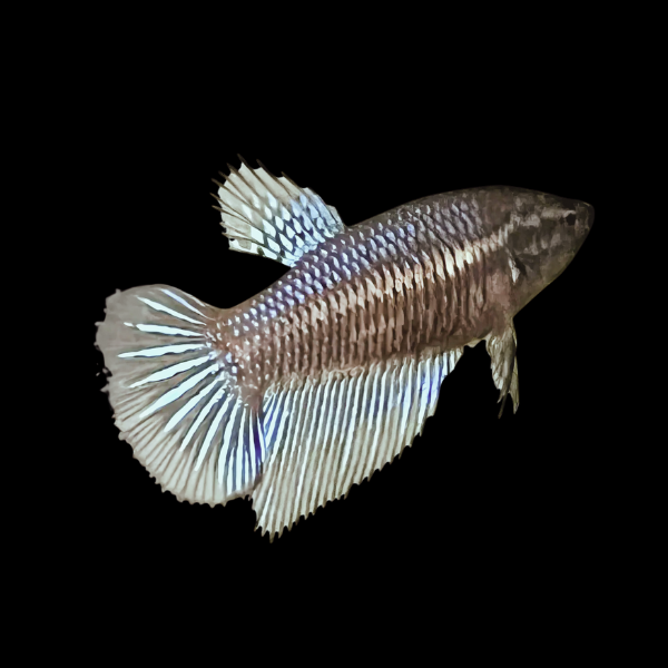 Veiltail Betta Female Black 3cm - Real Aquatics