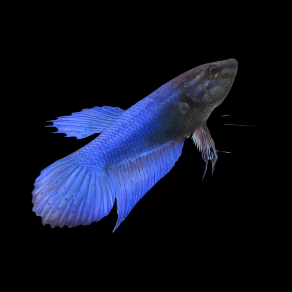 Veiltail Betta Female Blue Base 3cm - Real Aquatics
