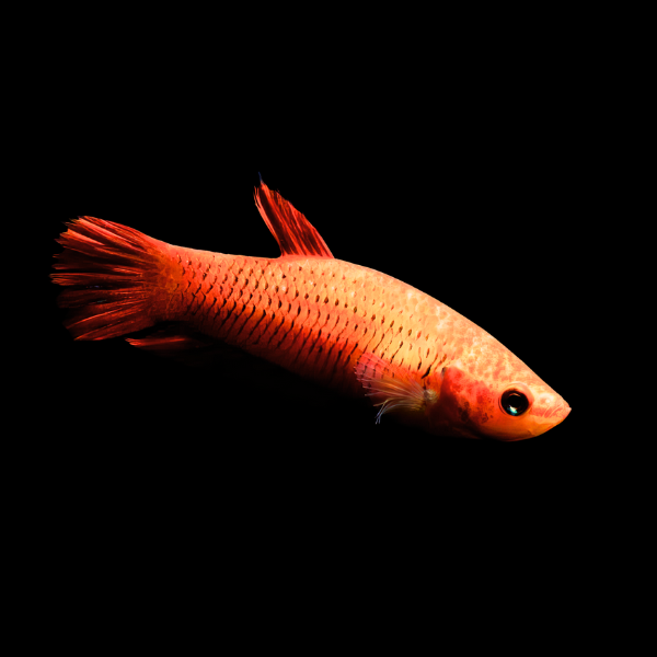 Veiltail Betta Female Orange Base 3cm - Real Aquatics