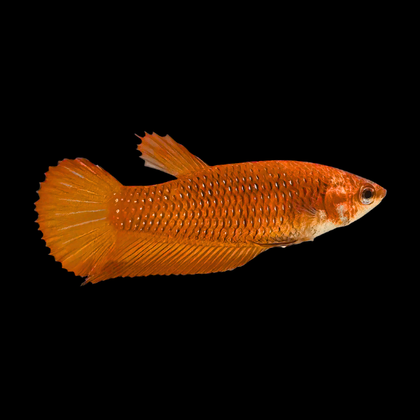 Veiltail Betta Female Orange 3cm - Real Aquatics