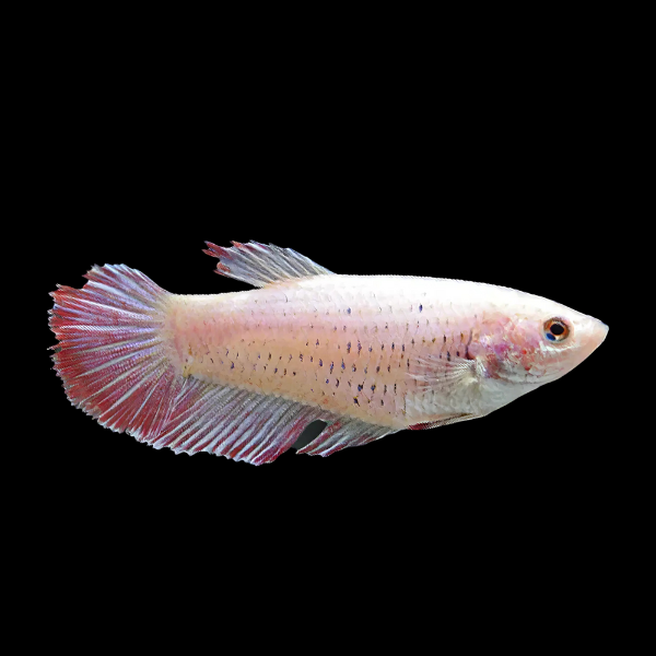 Veiltail Betta Female Pink 3cm - Real Aquatics