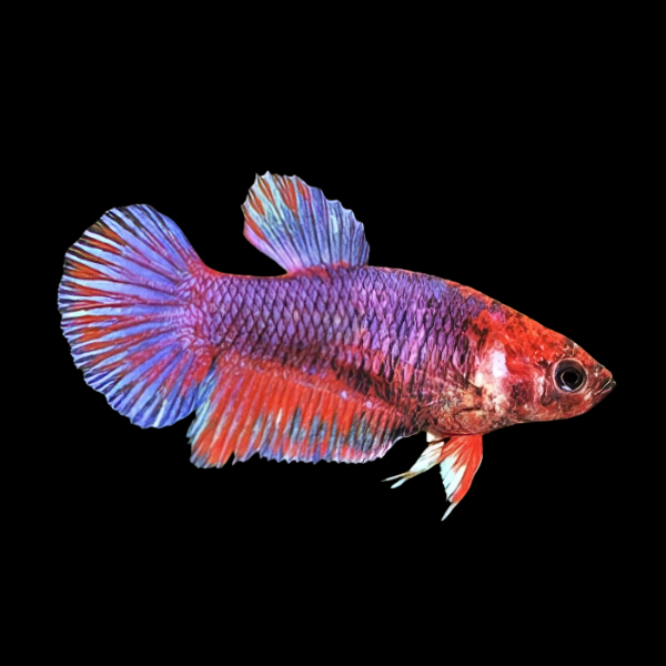 Veiltail Betta Female Purple Base 3cm - Real Aquatics