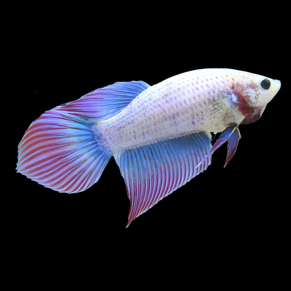 Veiltail Betta Female Purple 3cm - Real Aquatics