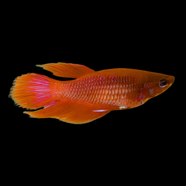 Veiltail Betta Female Red 3cm - Real Aquatics