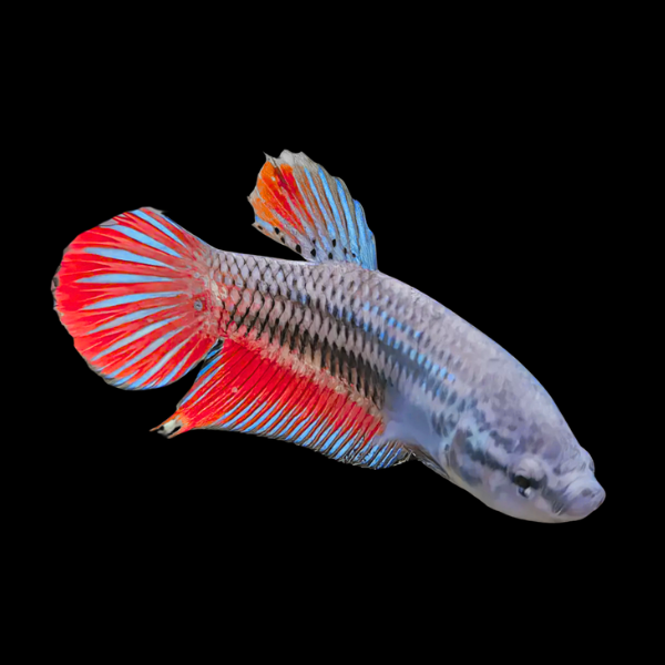 Veiltail Betta Female Tri Colour 3cm - Real Aquatics