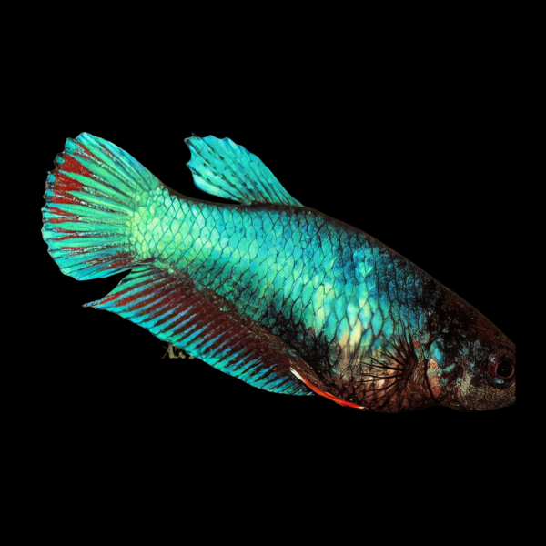 Veiltail Betta Female Turquoise Base 3cm - Real Aquatics