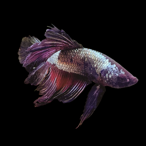 Veiltail Betta Male Black Base 3cm - Real Aquatics