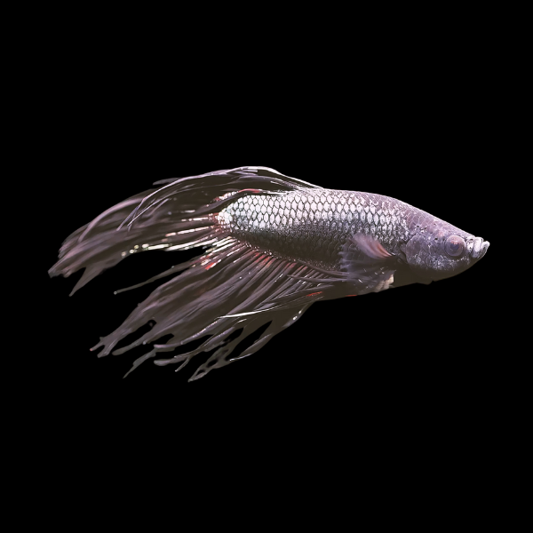 Veiltail Betta Male Black 3cm - Real Aquatics