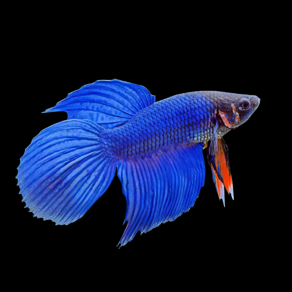 Veiltail Betta Male Blue Base 3cm - Real Aquatics
