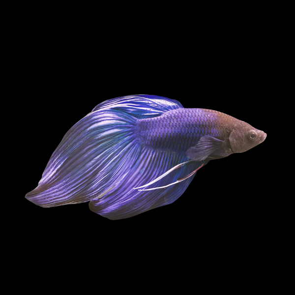Veiltail Betta Male Blue 3cm - Real Aquatics