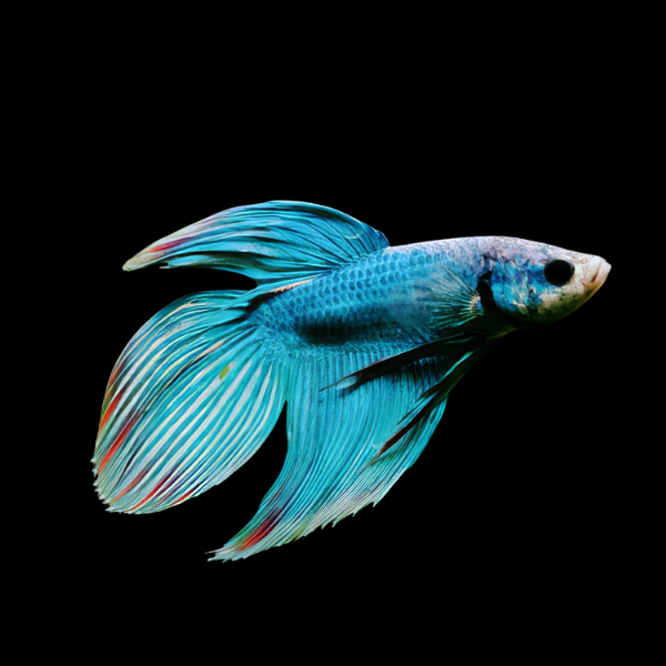 Veiltail Betta Male Green 3cm - Real Aquatics
