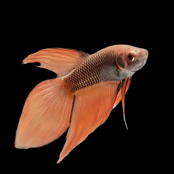 Veiltail Betta Male Orange Base 3cm - Real Aquatics