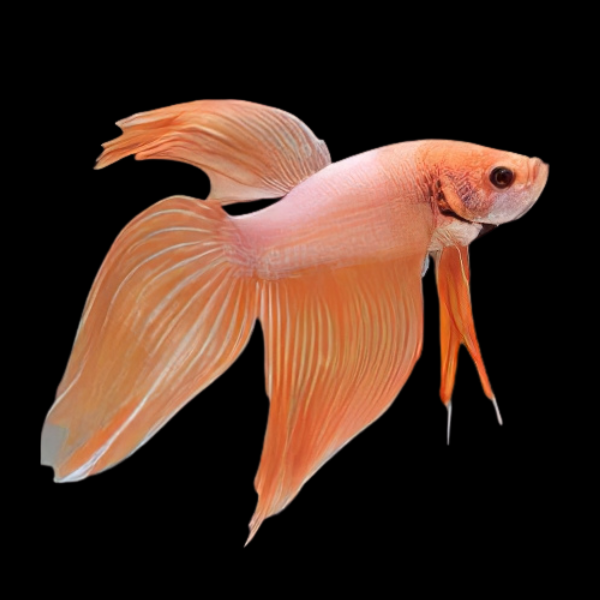 Veiltail Betta Male Orange 3cm - Real Aquatics