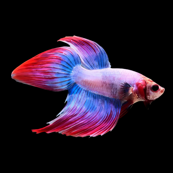 Veiltail Betta Male Pink Base 3cm - Real Aquatics