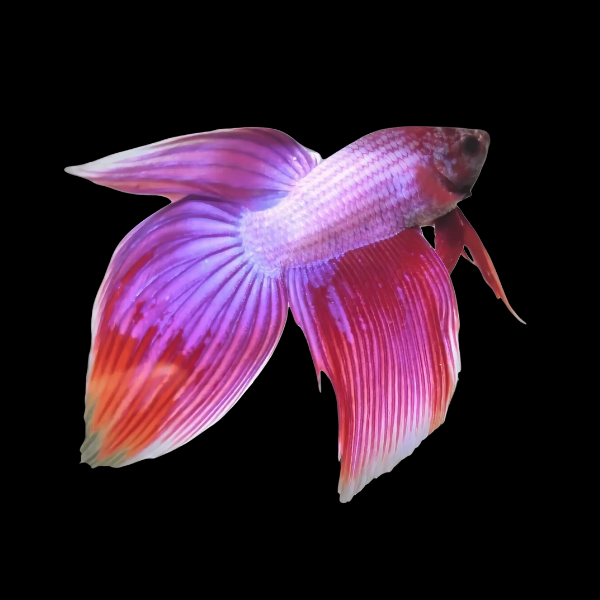 Veiltail Betta Male Pink 3cm - Real Aquatics