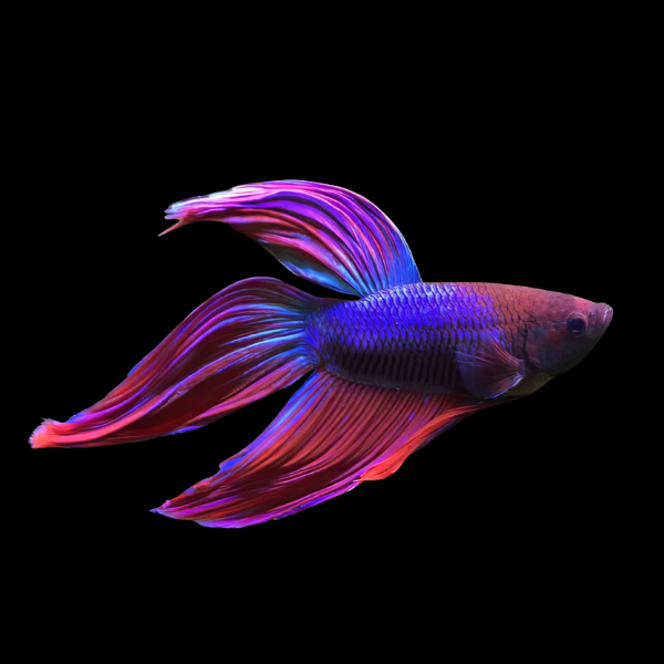 Veiltail Betta Male Purple 3cm - Real Aquatics